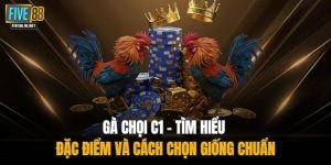 Gà Chọi C1 - Tìm Hiểu Đặc Điểm Và Cách Chọn Giống Chuẩn